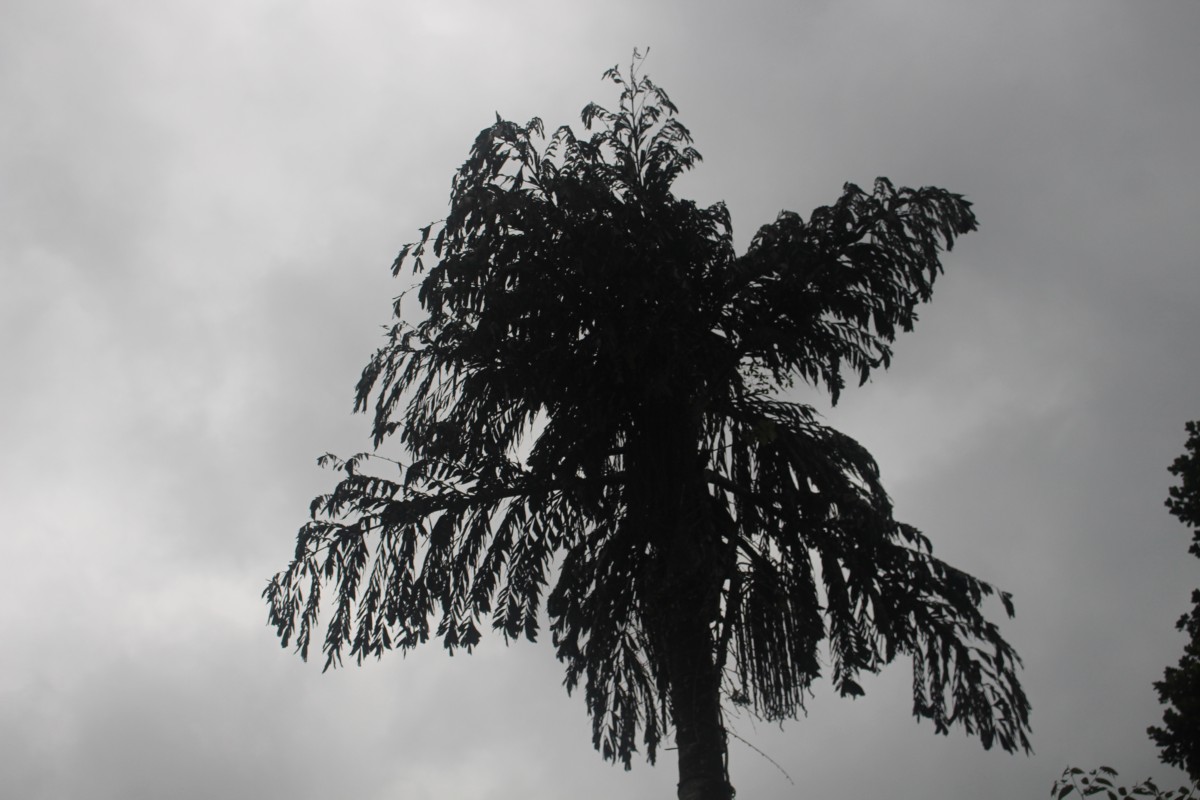 Caryota